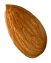 almond-28-853x1024 2 (1)