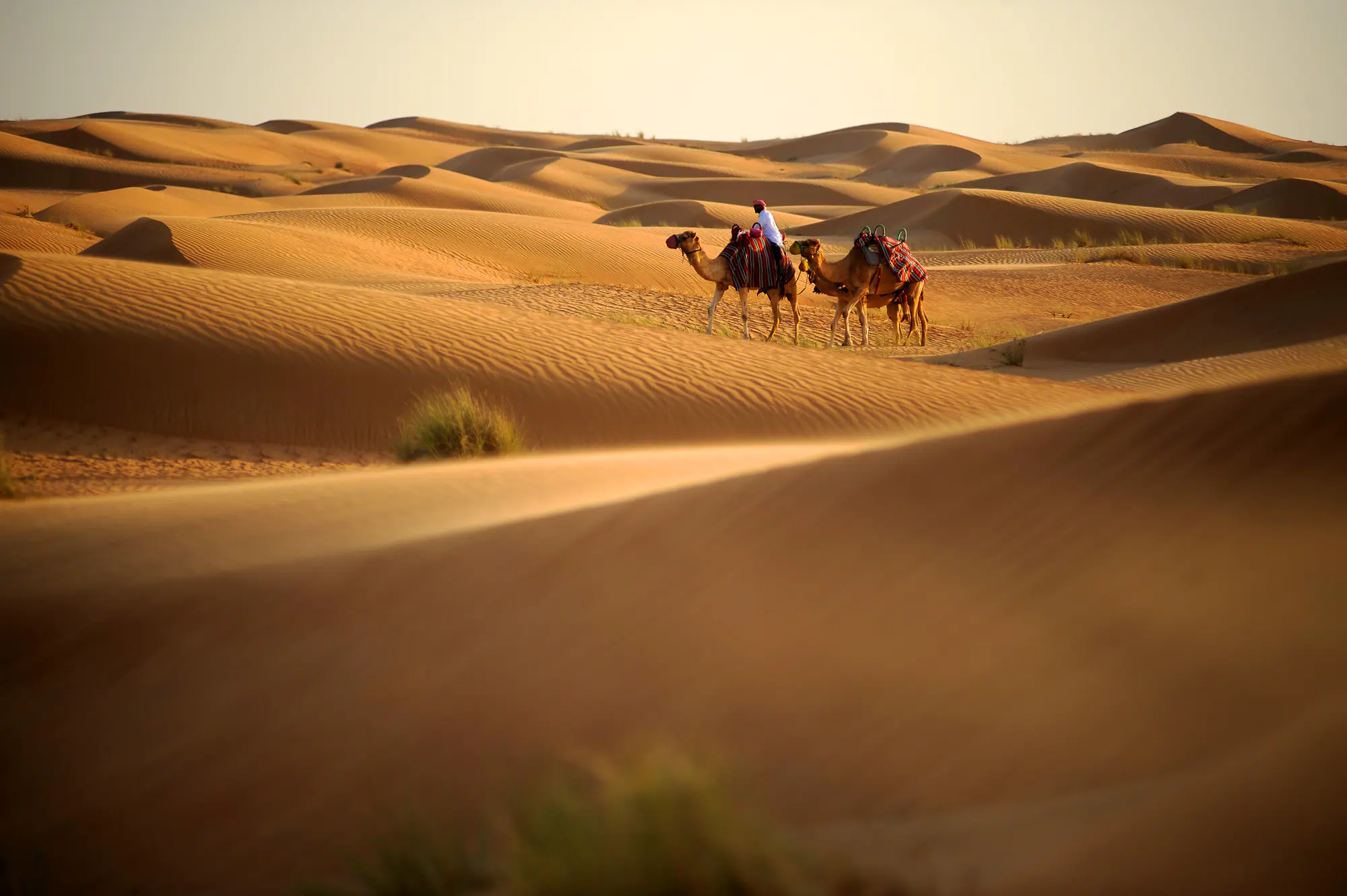 الأقوال والأمثال البدوية ومعانيها